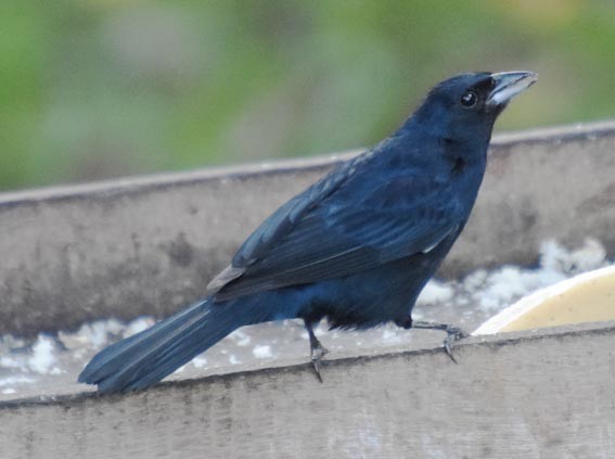 Ruby-crowned Tanager - ML643580380