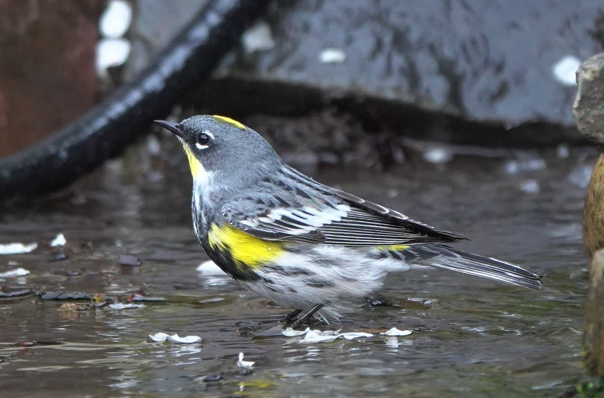 Yellow-rumped Warbler (Myrtle x Audubon's) - ML643580382