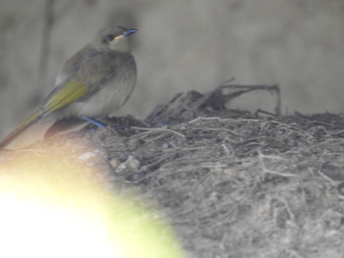 Brown Honeyeater - ML643580383