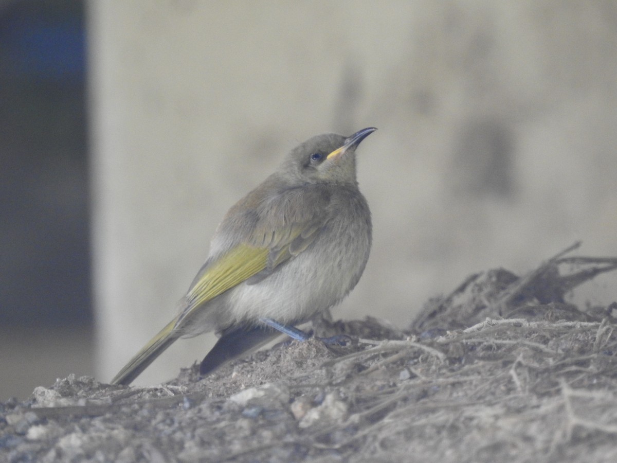 Brown Honeyeater - ML643580384