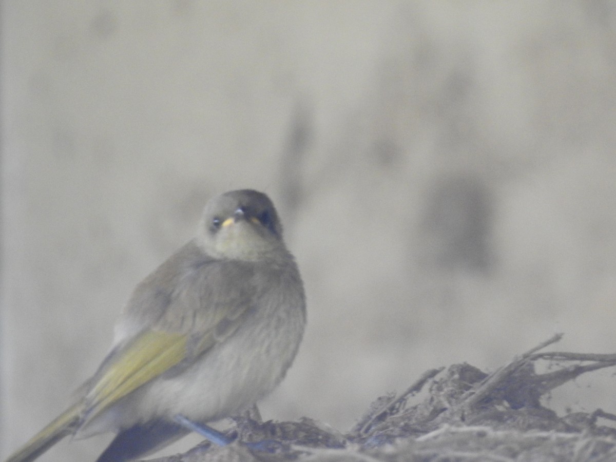 Brown Honeyeater - ML643580385