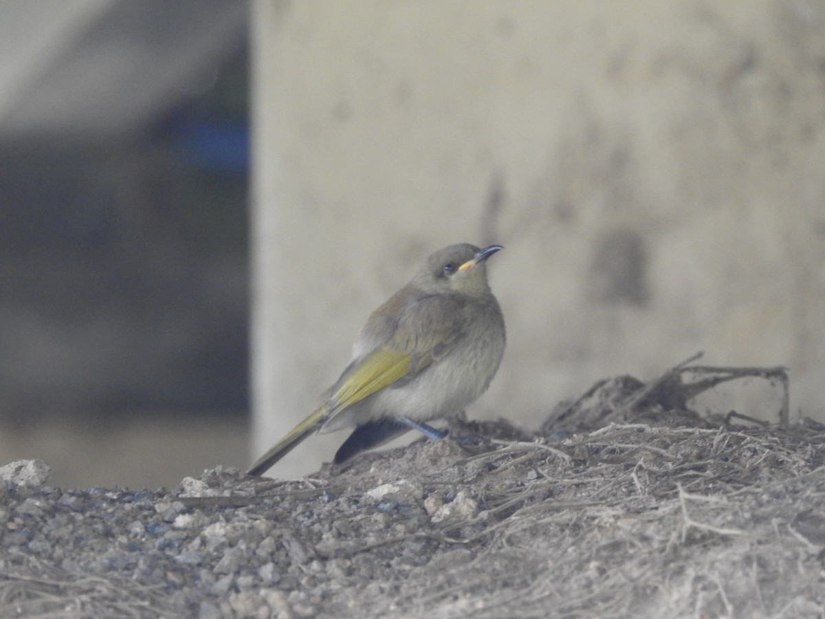 Brown Honeyeater - ML643580386