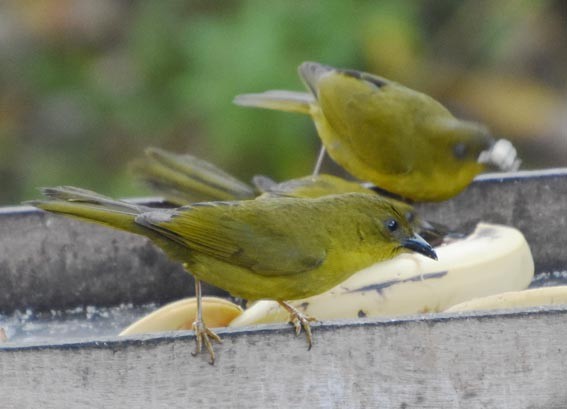 Mitrospin viréon - ML643580391