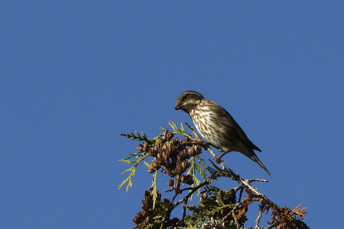 Purple Finch - ML643580398