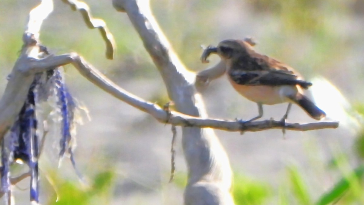 Siberian Stonechat - ML643580407
