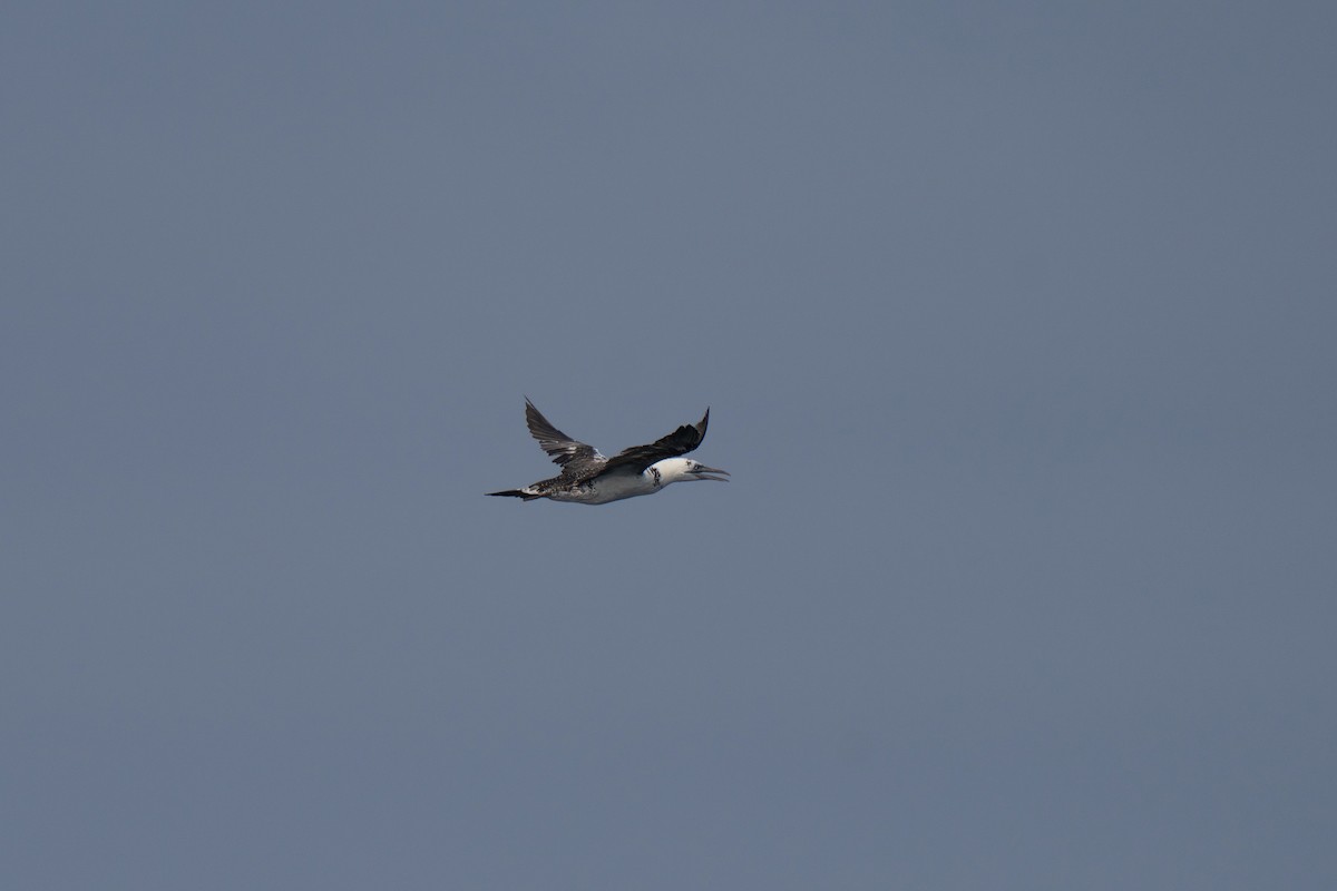 Northern Gannet - ML643580408