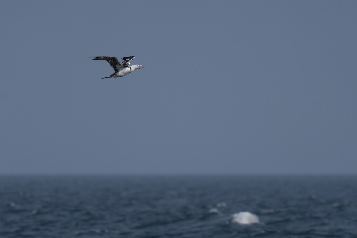 Northern Gannet - ML643580409