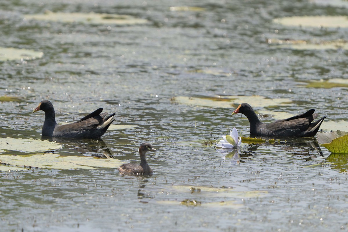 Australasian Grebe - ML643580411