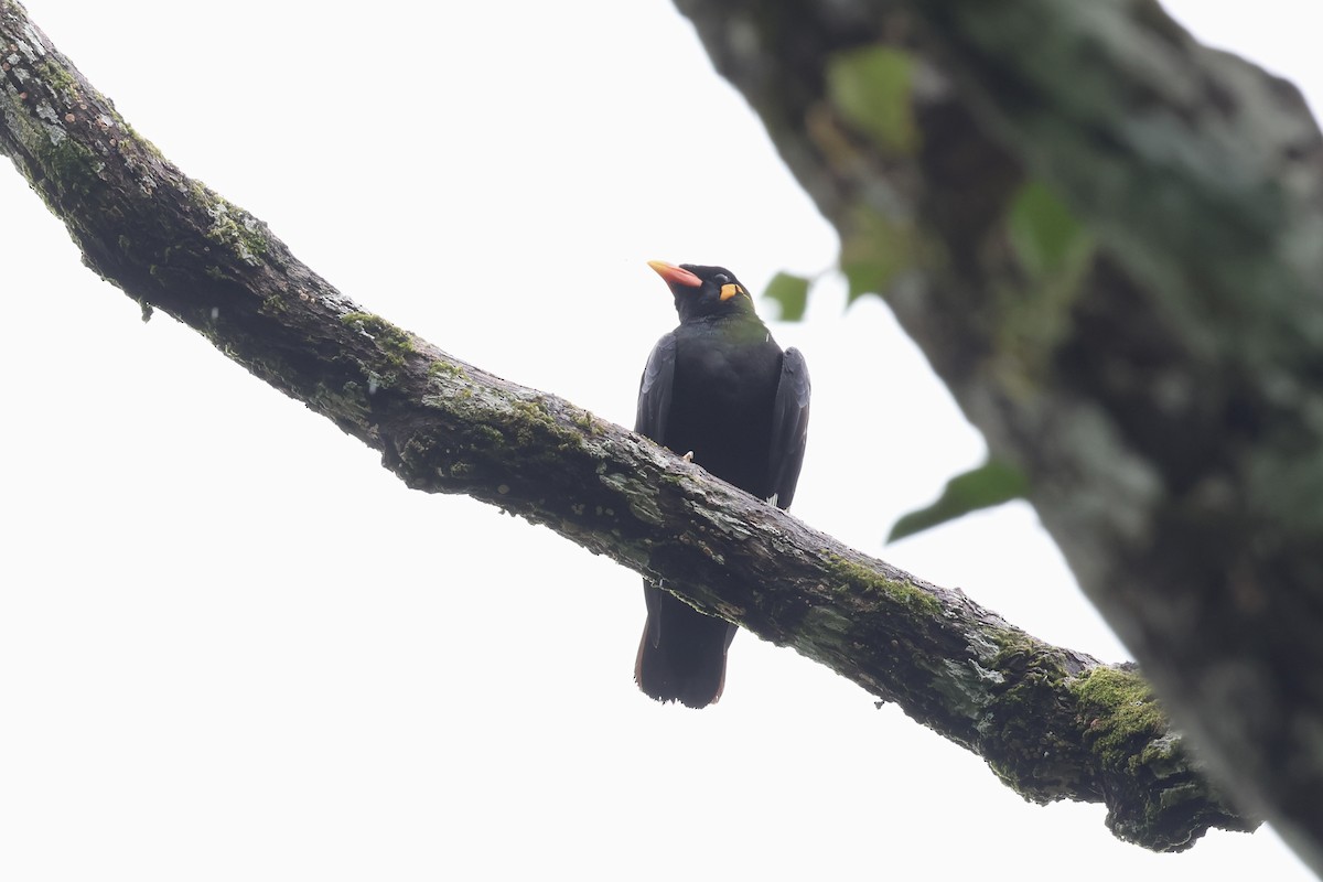 Common Hill Myna (Common) - ML643580413