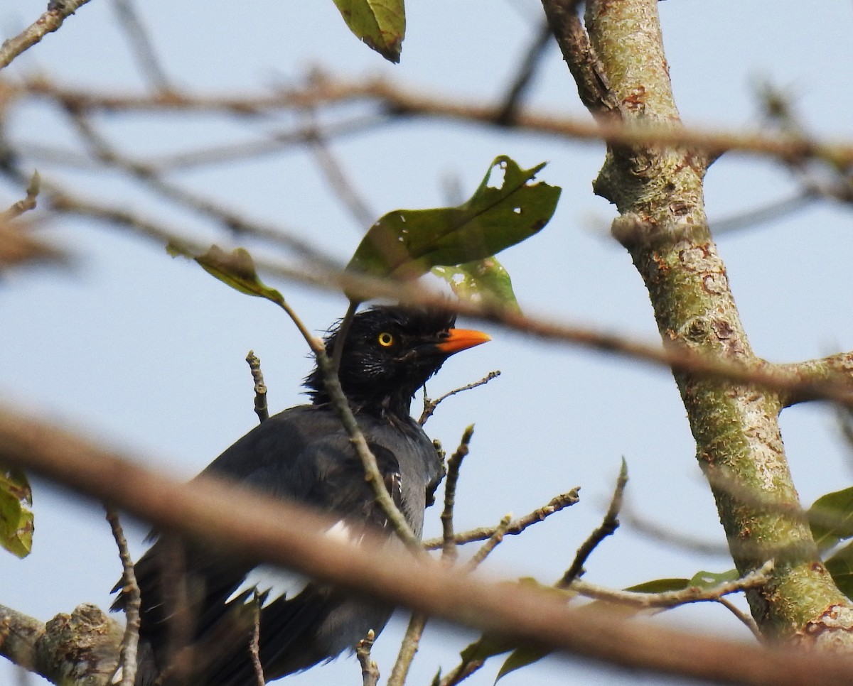 Jungle Myna - ML643580418