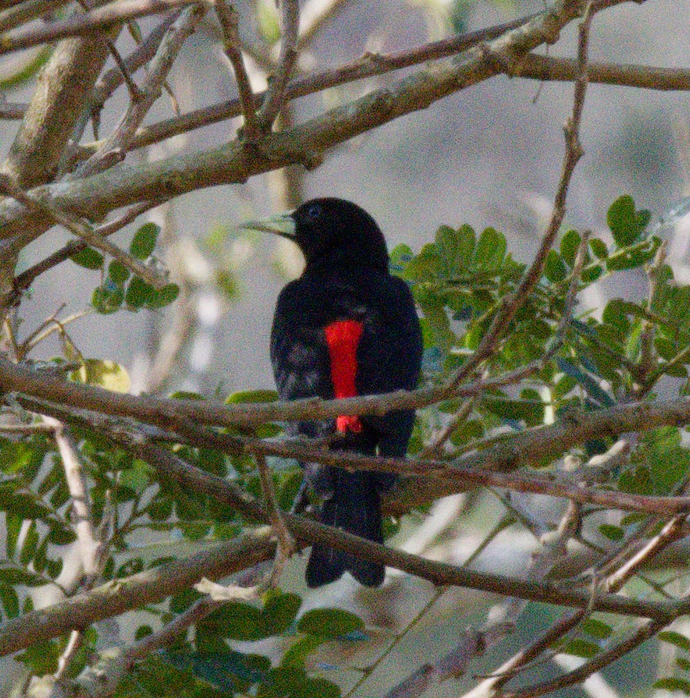 Red-rumped Cacique - ML643580425