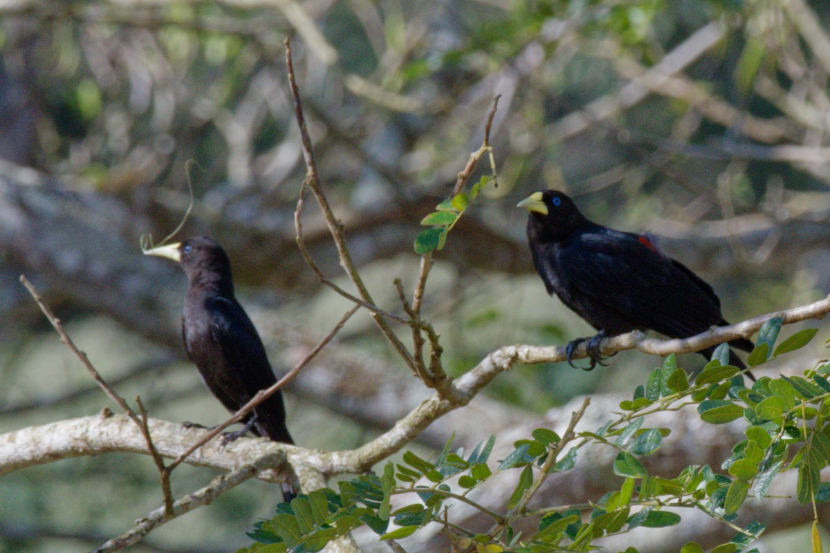 Red-rumped Cacique - ML643580426