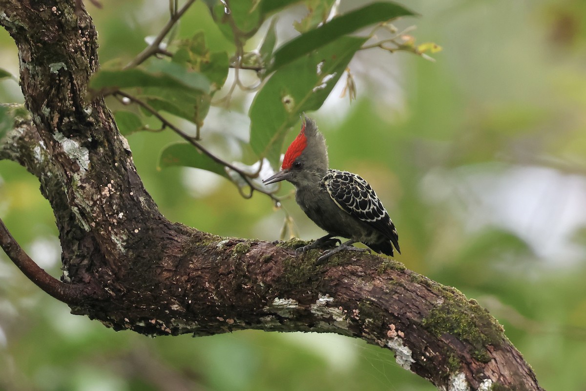 Дятел-куцохвіст червоночубий (підвид sordidus) - ML643580428