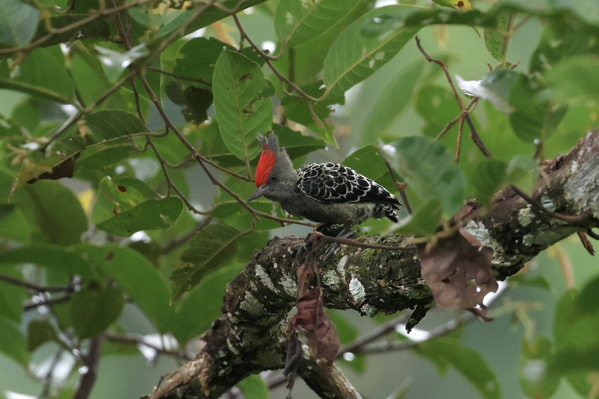 Дятел-куцохвіст червоночубий (підвид sordidus) - ML643580429