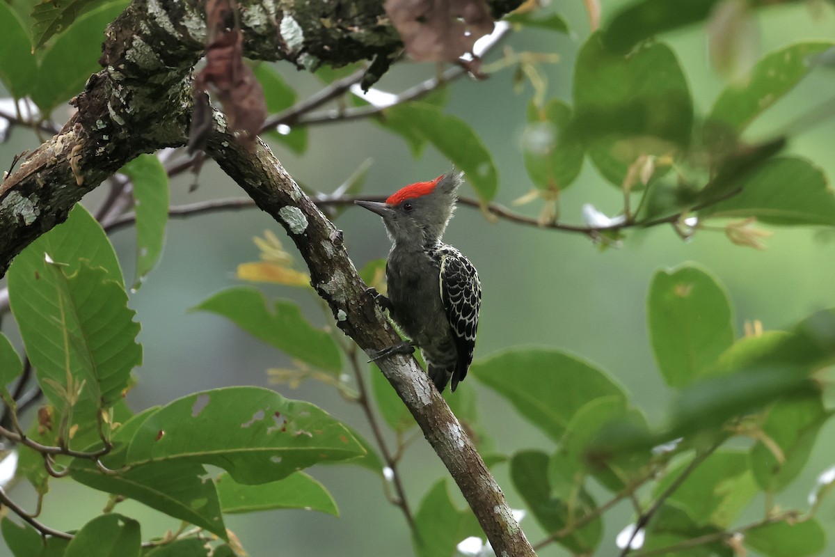 Дятел-куцохвіст червоночубий (підвид sordidus) - ML643580430