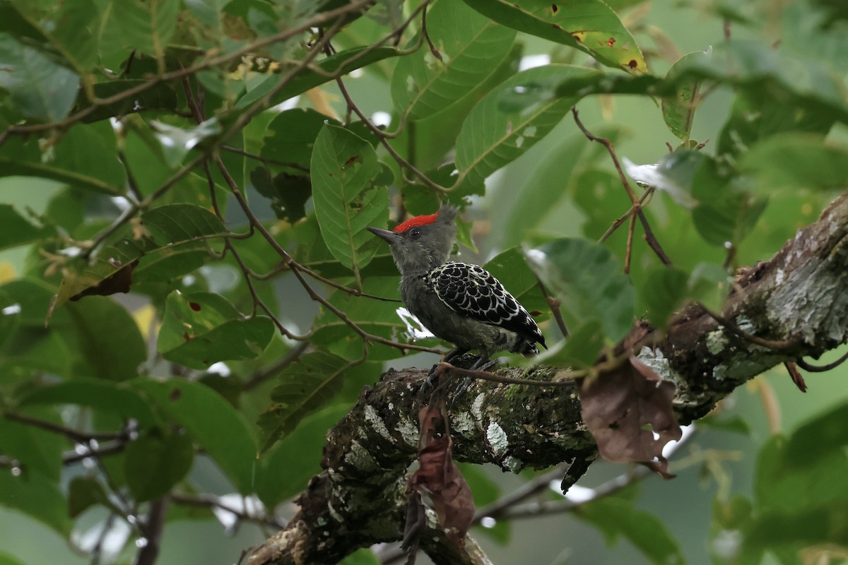 Дятел-куцохвіст червоночубий (підвид sordidus) - ML643580431