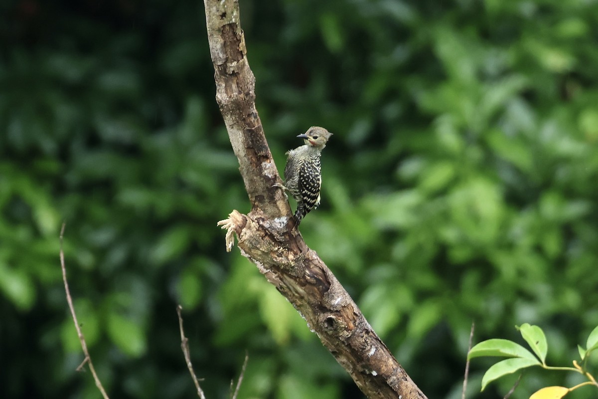 Buff-rumped Woodpecker - ML643580434