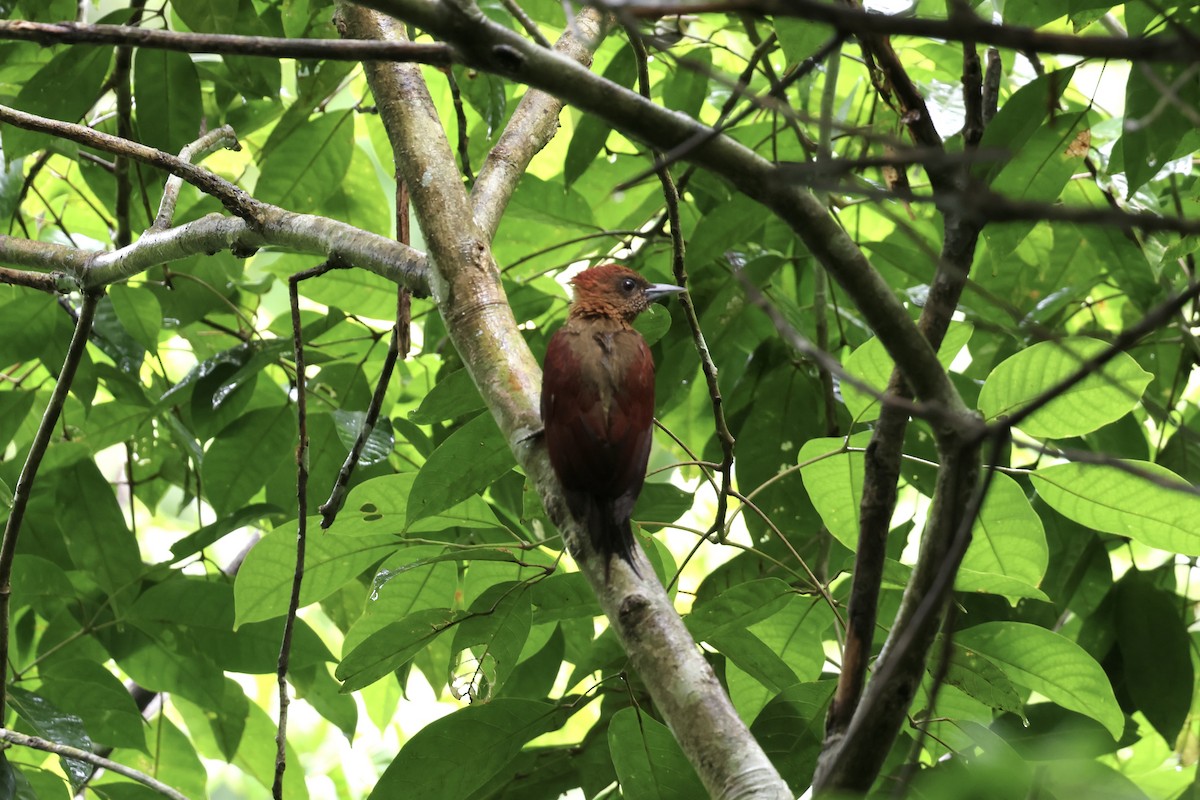 Mennigspecht - ML643580436