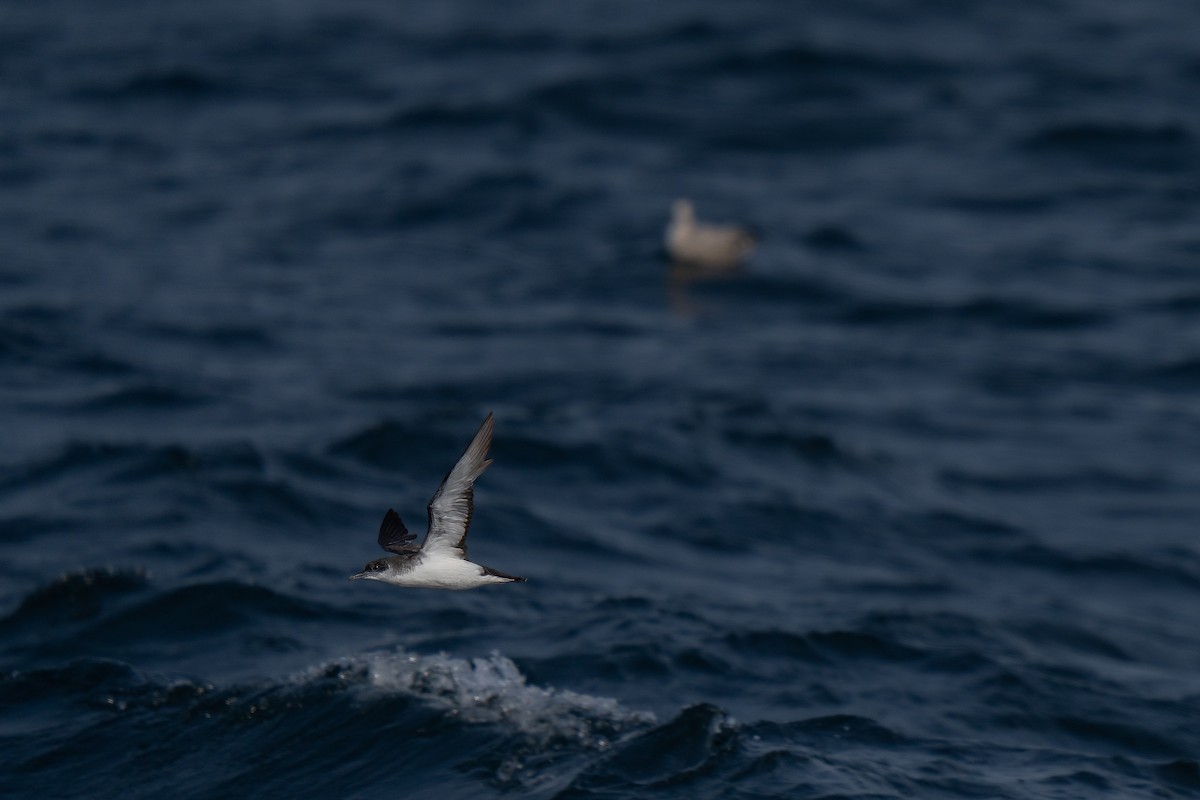 Manx Shearwater - ML643580437