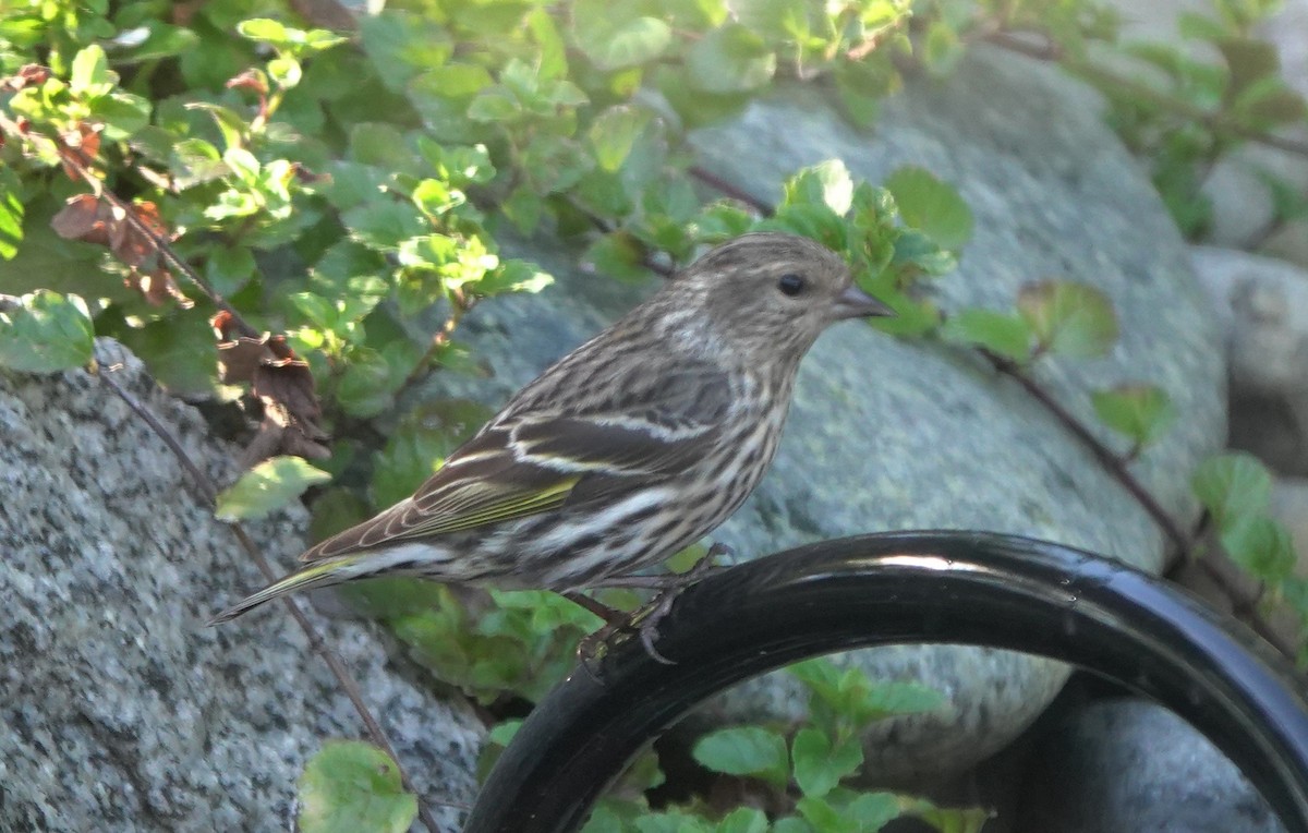 Pine Siskin - ML643580440