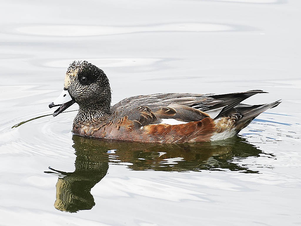 Canard d'Amérique - ML643580441