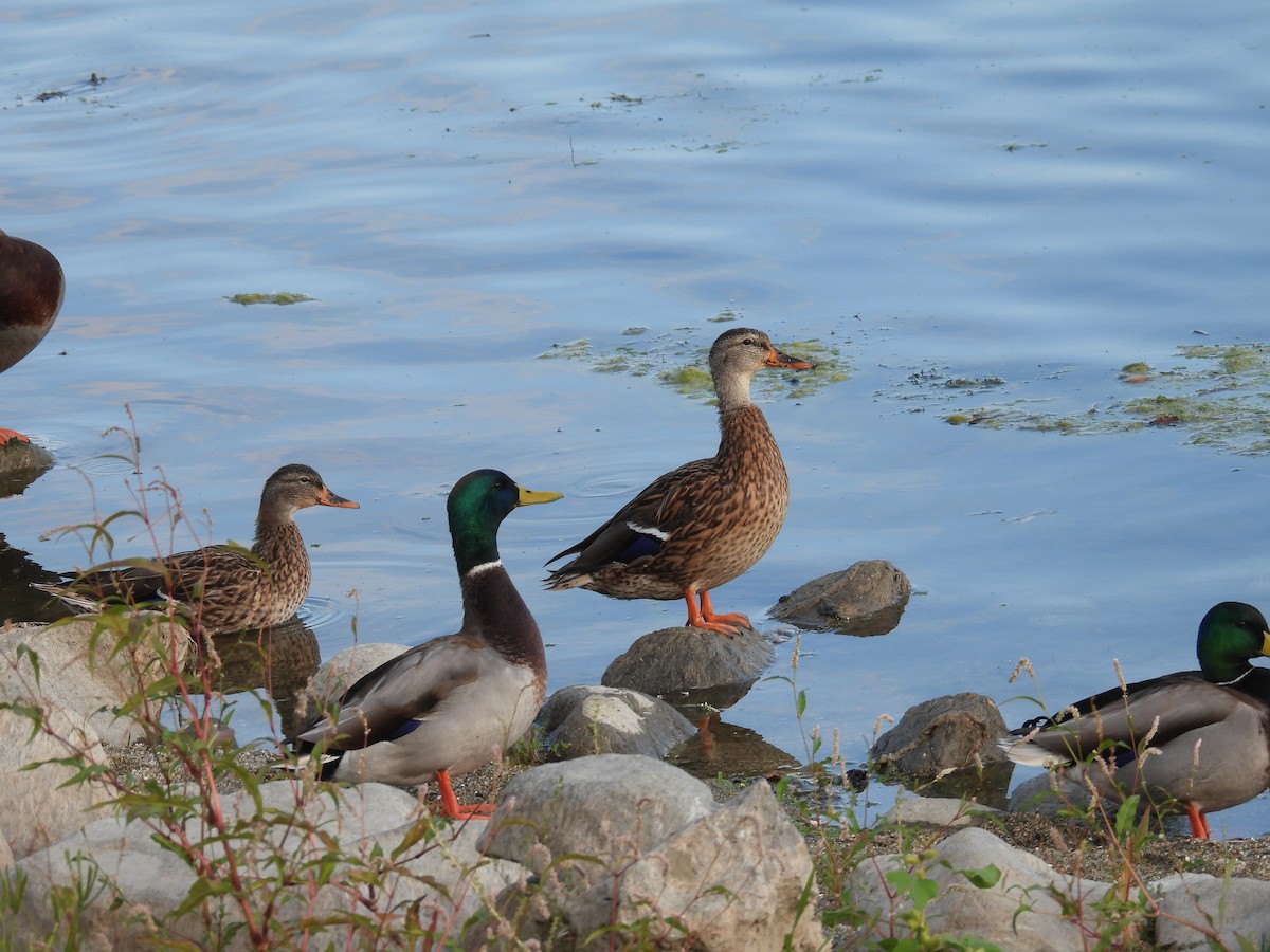 Mallard - ML643580449