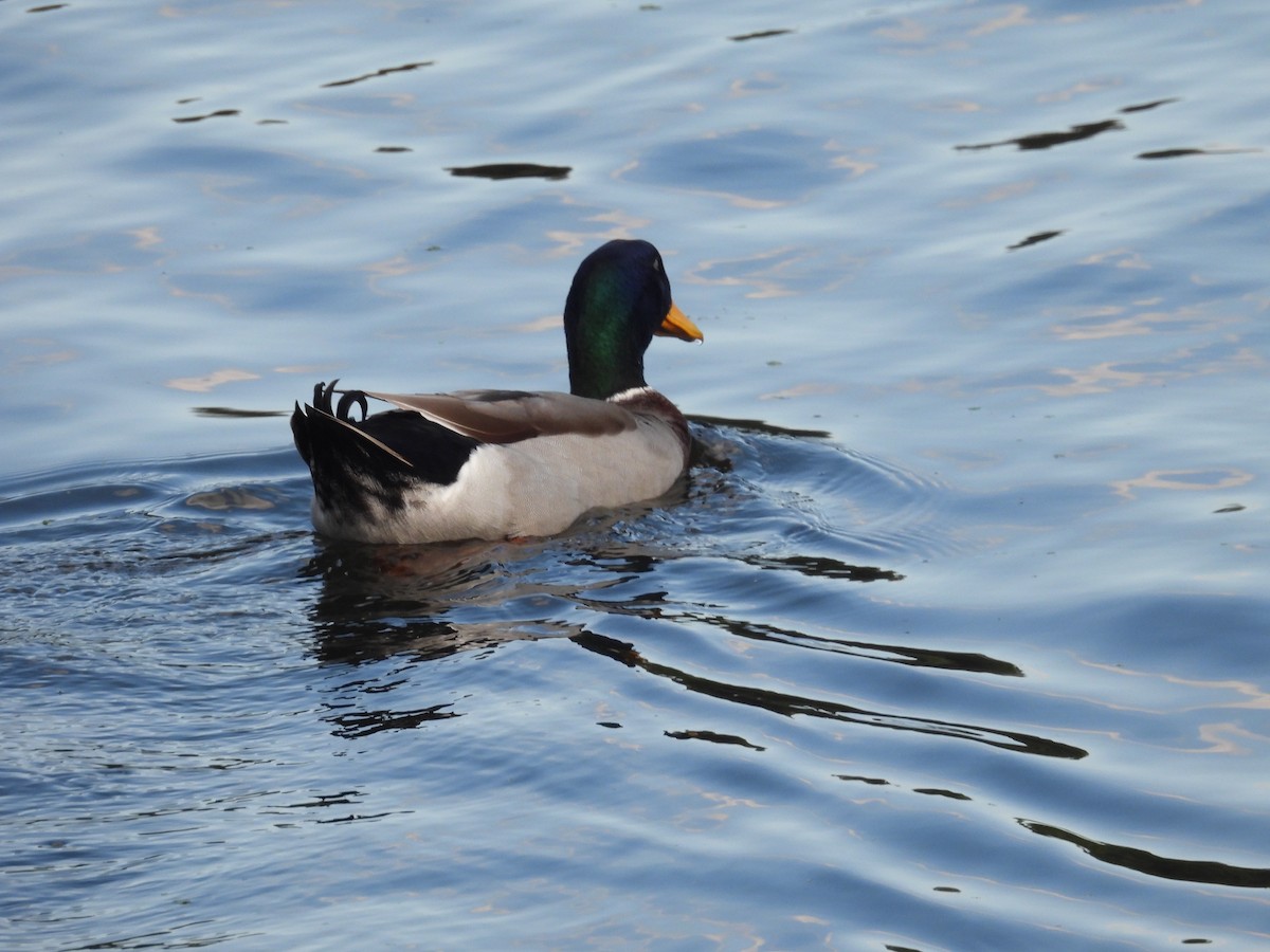 Mallard - ML643580450
