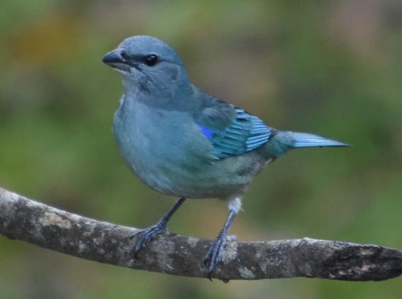 Azure-shouldered Tanager - ML643580451