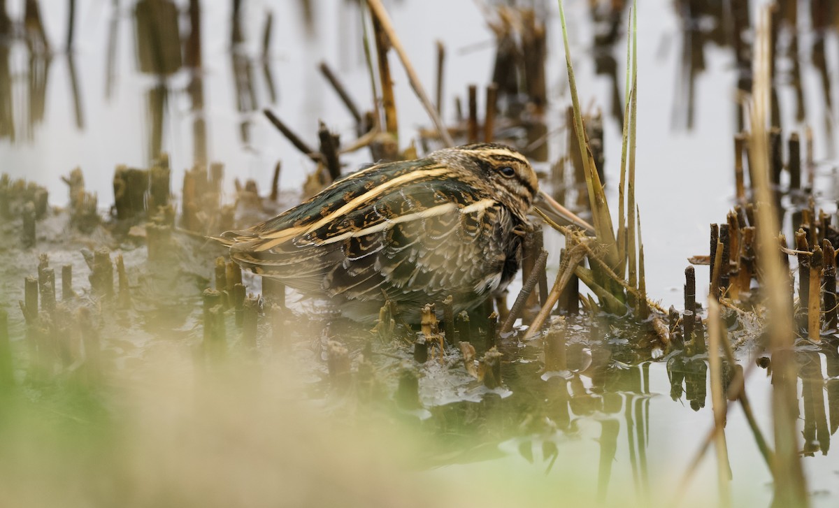 Jack Snipe - ML643580461