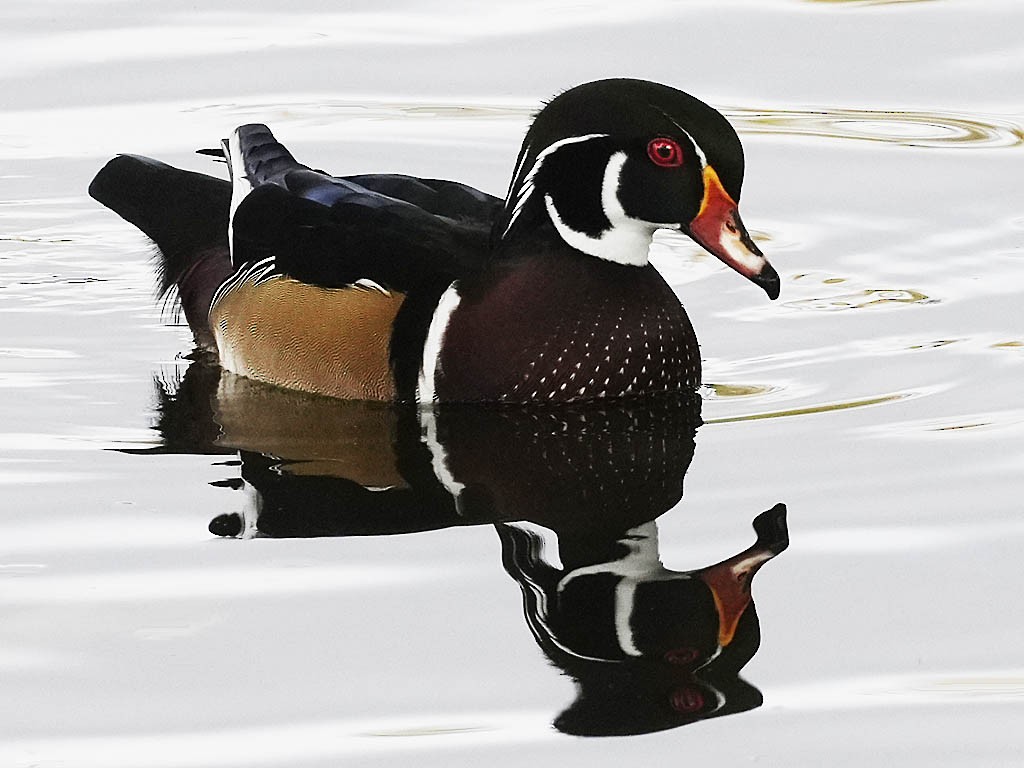 Wood Duck - ML643580462