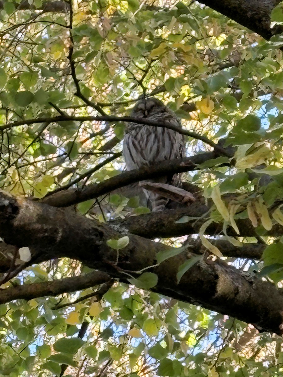 Barred Owl - ML643580464