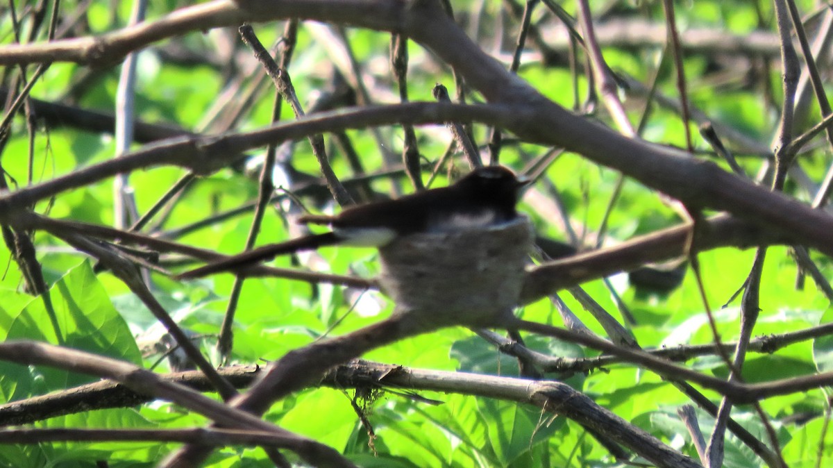 Willie-wagtail - ML643580466