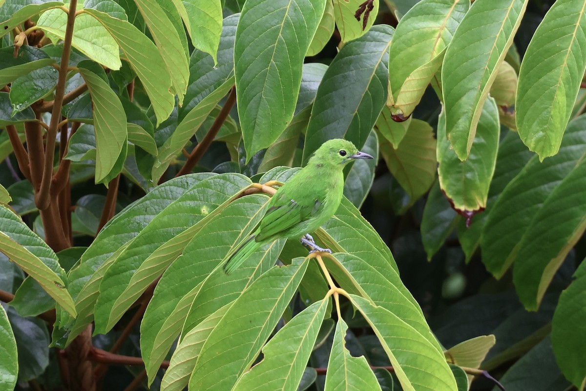 Lesser Green Leafbird - ML643580467