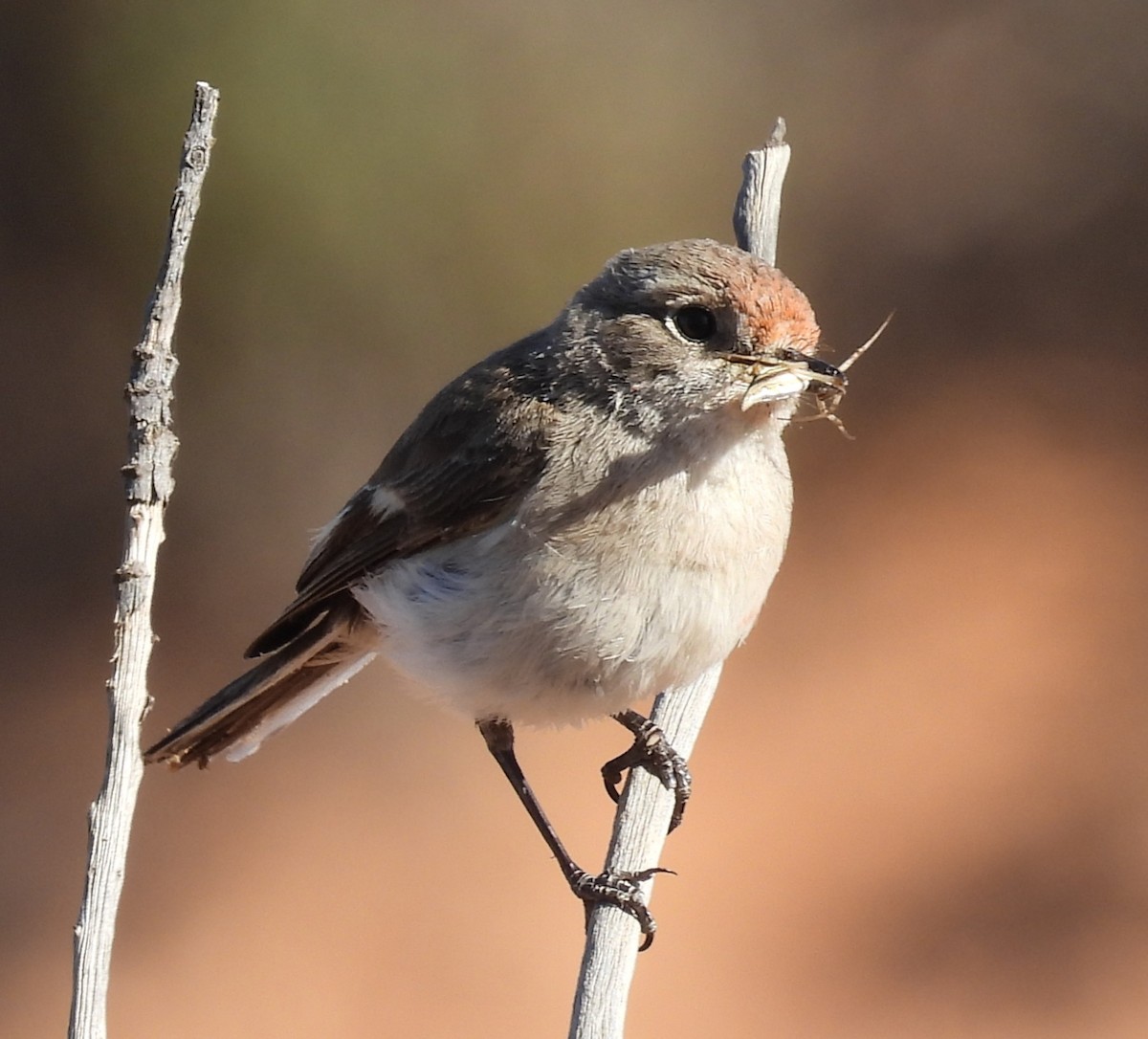Red-capped Robin - ML643580470