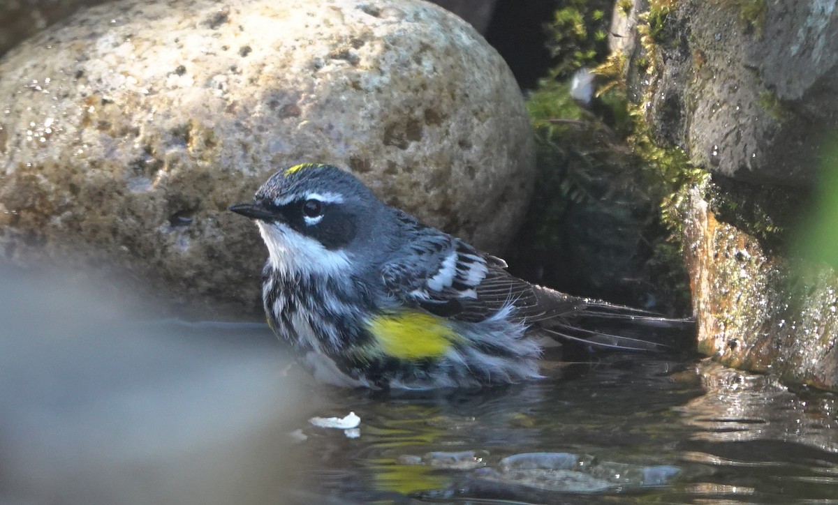 Yellow-rumped Warbler (Myrtle) - ML643580480