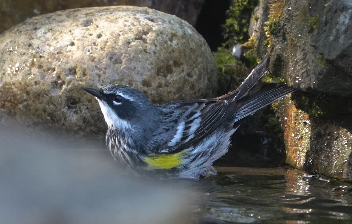 Yellow-rumped Warbler (Myrtle) - ML643580481