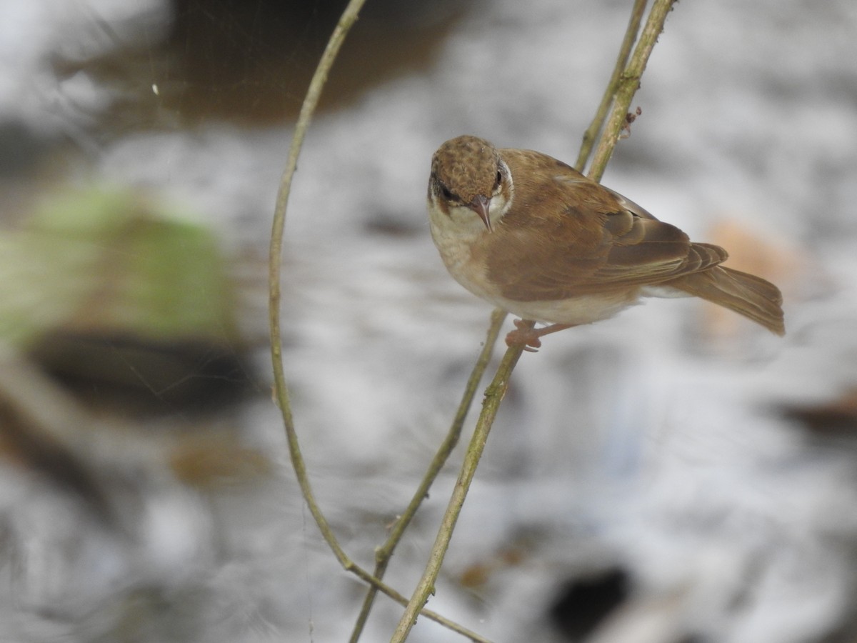 Brown-backed Honeyeater - ML643580487