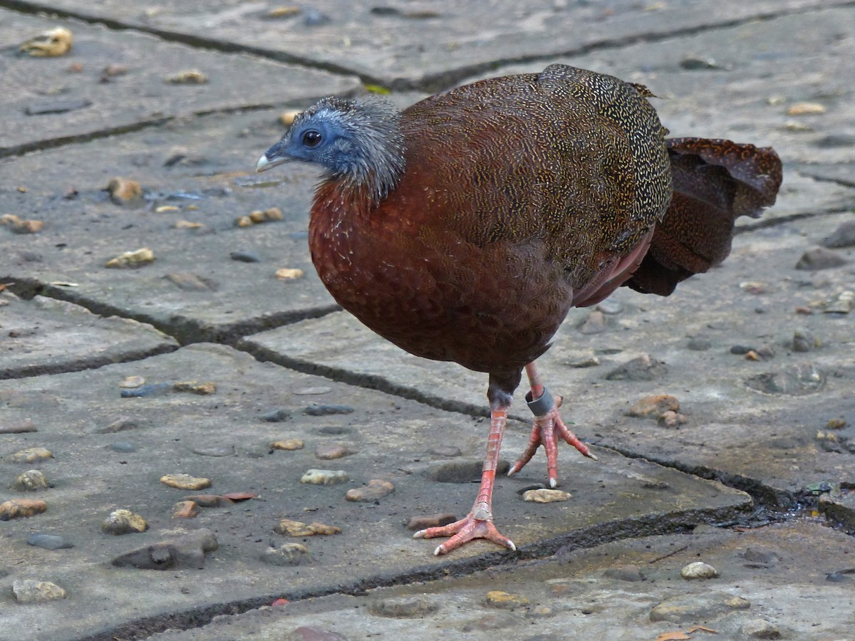 Great Argus - ML643580491