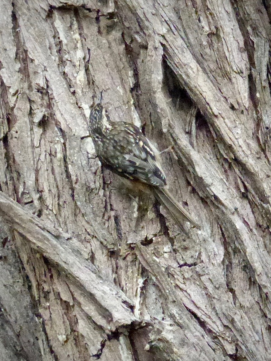 Brown Creeper - ML643580494