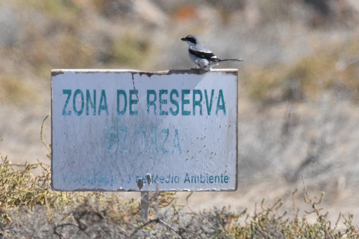 Great Gray Shrike - ML643580511