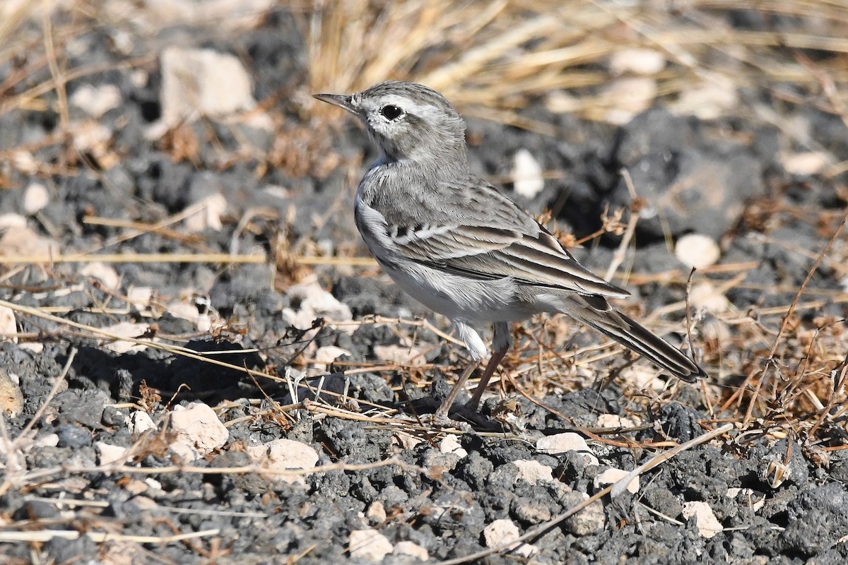 Berthelot's Pipit - ML643580518