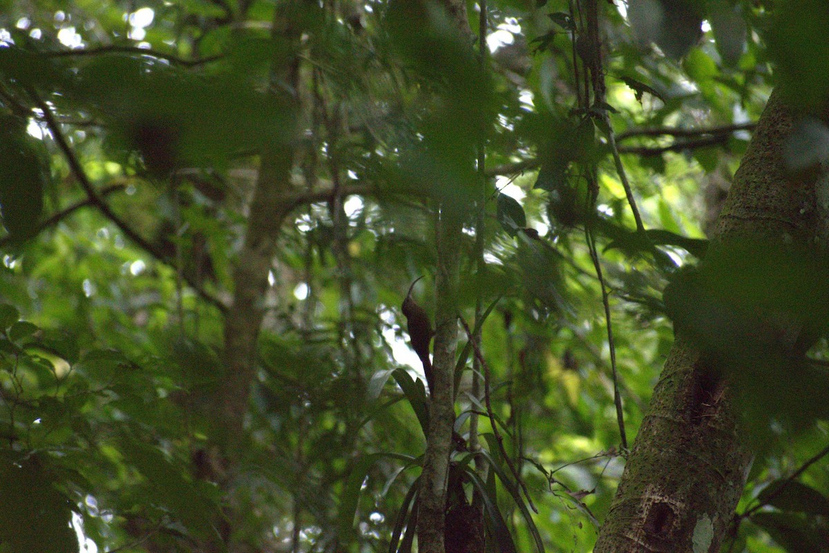 チャユミハシオニキバシリ - ML643580522