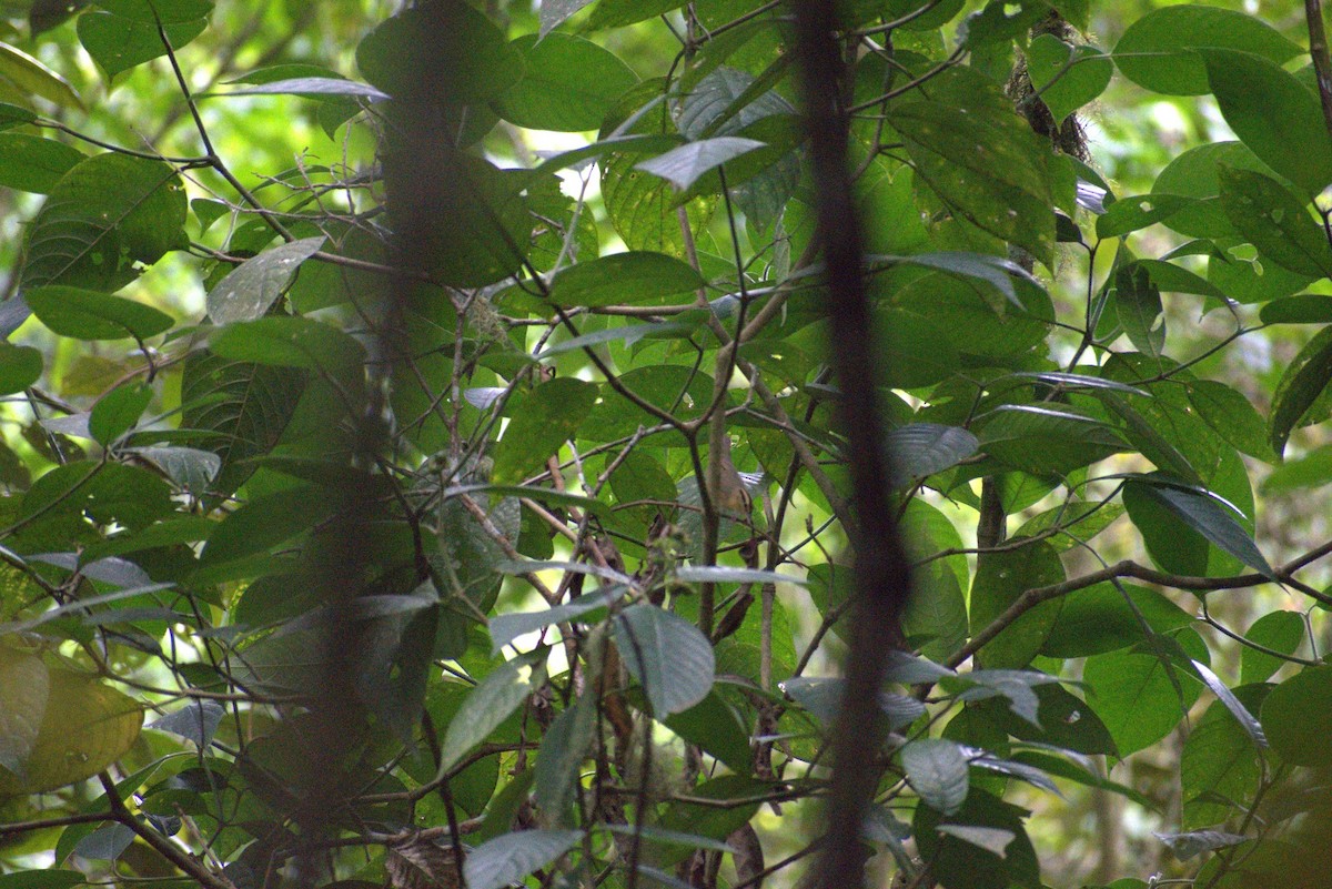 Worm-eating Warbler - ML643580529