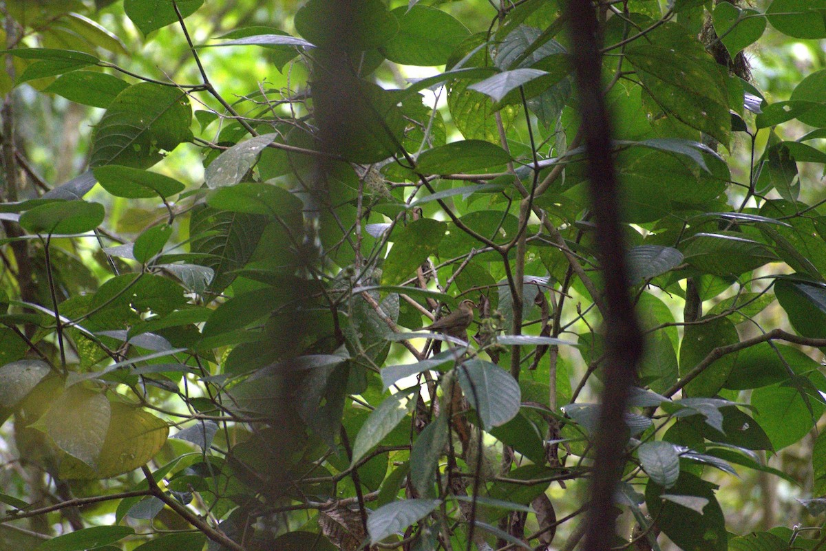 Worm-eating Warbler - ML643580532