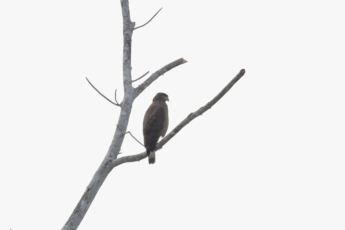 Crested Serpent-Eagle (Crested) - ML643580533