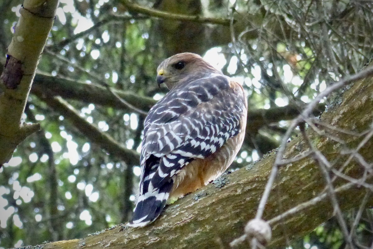 Red-shouldered Hawk (elegans) - ML643580542