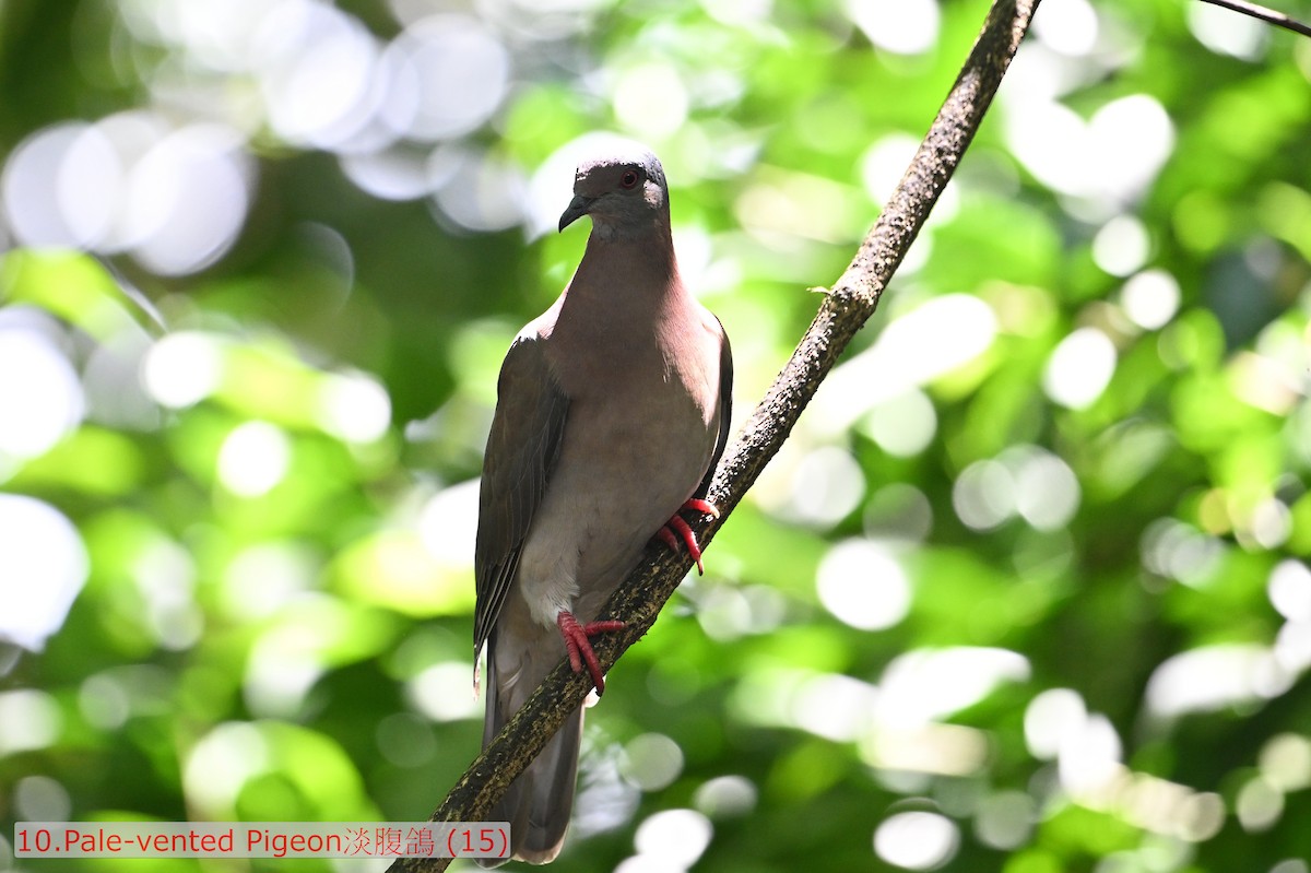 Pale-vented Pigeon - ML643580543