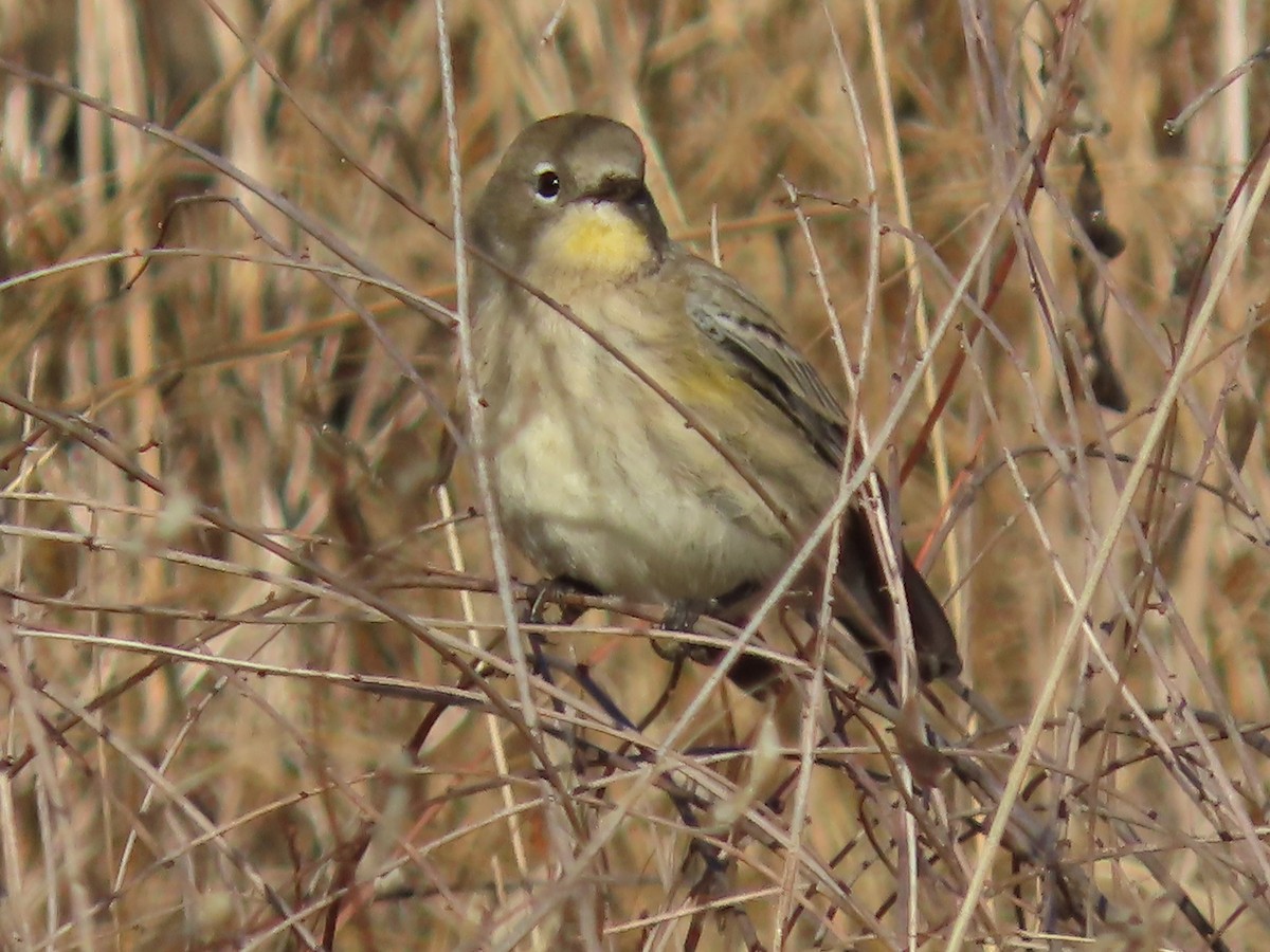 Yellow-rumped Warbler - ML643580544