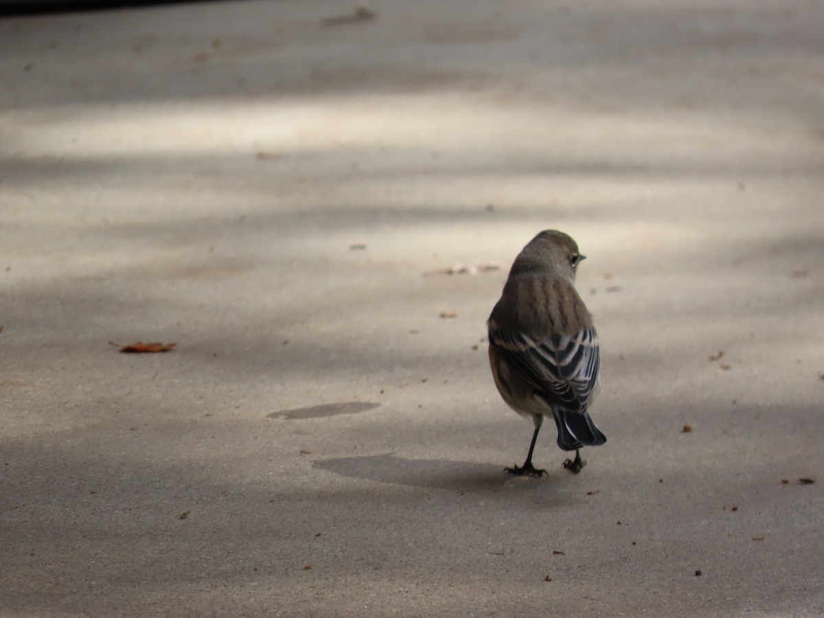 Yellow-rumped Warbler - ML643580580
