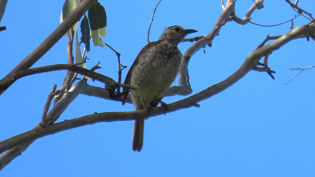 Regent Bowerbird - ML643580582